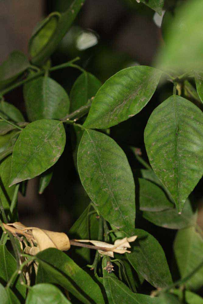              Shade leaves (Riverside, CA)       